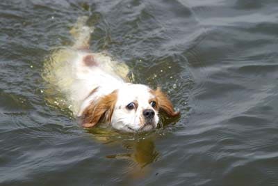 White spaniel dog swimming in lake water.