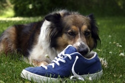 Dog and shoe