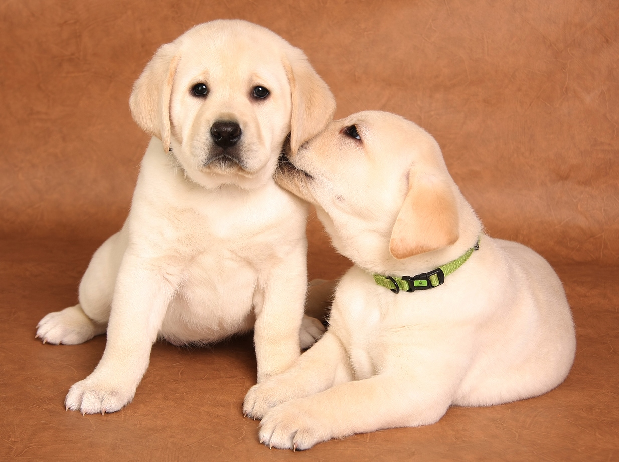 Yellow lab puppy in green collar licks another lab puppy.