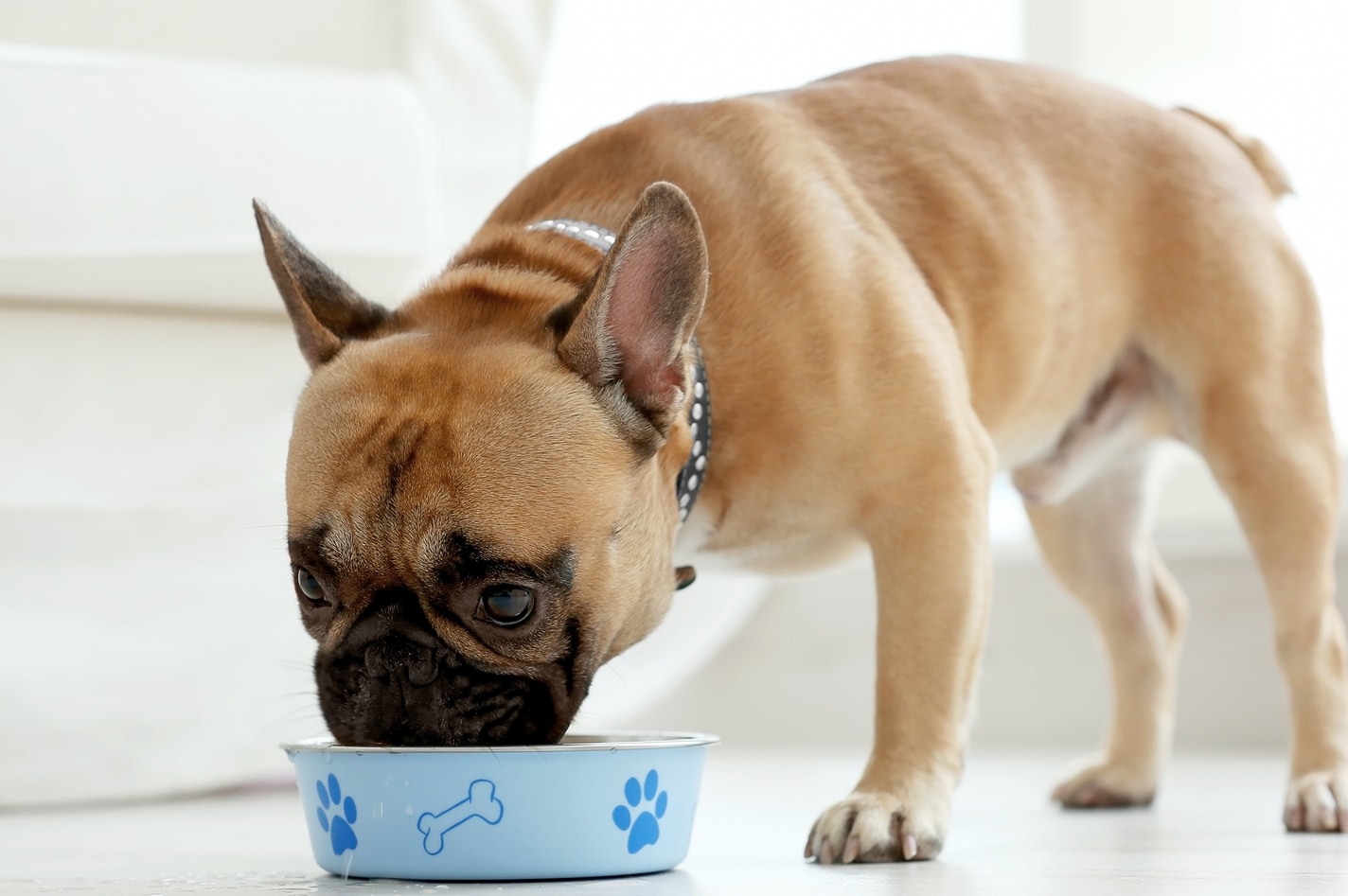 French bulldog eating food out of blue dog food bowl.