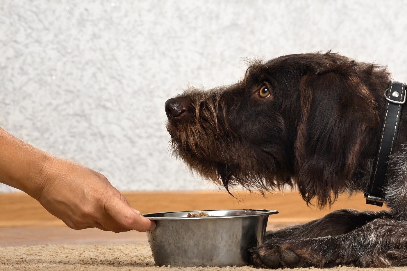 Hand of woman holding a bowl with food for dog waiting for meal