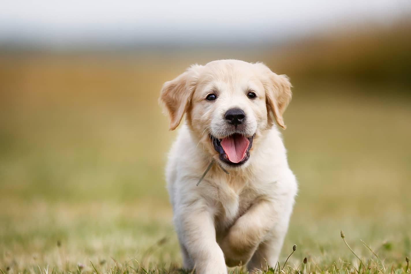 Cachorro de golden retriever con una sonrisa en el rostro corre en el exterior