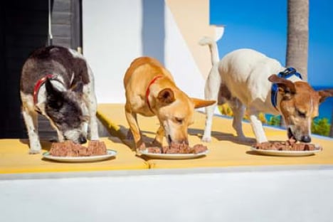dueño alimentando una hilera de perros con tazones o platos en el exterior y al aire libre, todos al mismo tiempo.