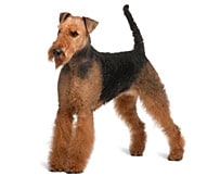 The Airedale Terrier Dog Breed