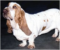 The Basset Dog Breed