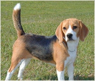 The Beagle Dog Breed