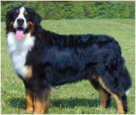The Bernese Mountain dog Breed