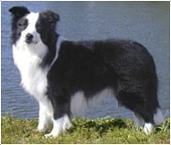 The Border Collie Dog Breed