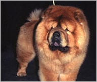The Chow Chow Dog Breed