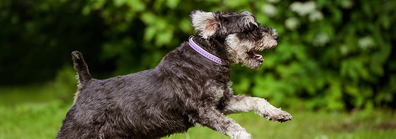 Black schnauzer jumping in the grass