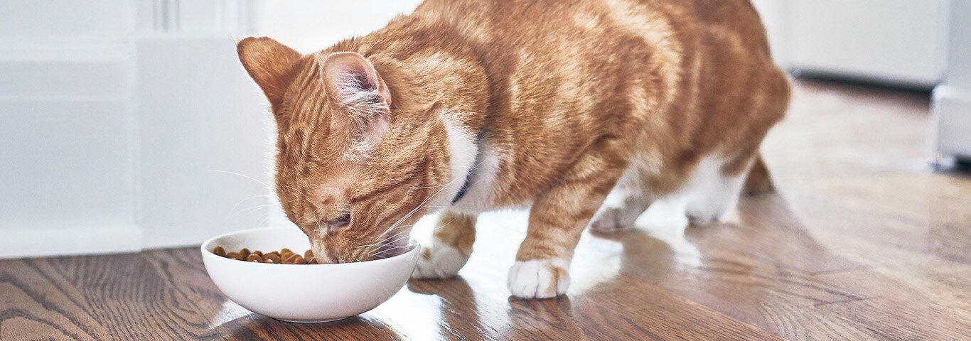 Gato Comiendo