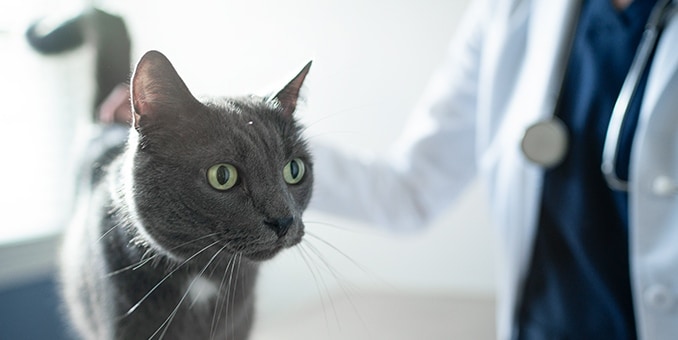 veterinaria con gato
