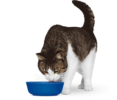 gato-alimentadose