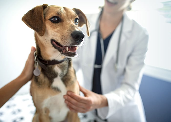 veterinario examinando perro